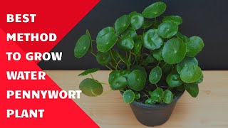 How to Propagate Water Pennywort Plant  Grow Water Pennywort  Dollar Plant  Pennywort Plant Care [upl. by Lev]