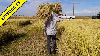 I Learn How to Harvest Rice by Hand at the Rice Experiment Station [upl. by Eliezer]