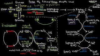 BIOCHEM 42  Pentose Phosphate Pathway [upl. by Arvid]