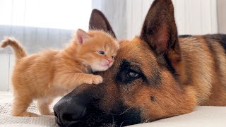 KITTEN Falls In Love With GERMAN SHEPHERD [upl. by Atinar201]