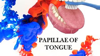 PAPILLAE OF TONGUE  VERY SIMPLE EXPLANATION [upl. by Vetter]