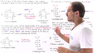 Oxidative Phase of Pentose Phosphate Pathway [upl. by Koal]