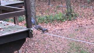 Squirrel Obstacle Course 30  Compilation [upl. by Eelatsyrc994]