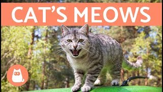 Cats Meows and What They Mean [upl. by Arella]