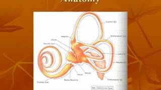 Vestibular System Anatomy [upl. by Roderic676]