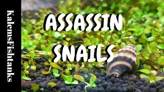 Assasin Snails Pros and Cons [upl. by Drofla]