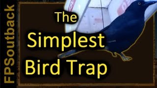 The Simplest Bird Trap [upl. by Elodia]