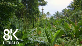 Incredible Jungle Sounds 8K  Exotic Birds Singing in Tropical Rainforest 8 HOURS  Part 1 [upl. by Torbert130]