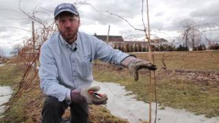 Caring for Young Grape Vines [upl. by Greerson]