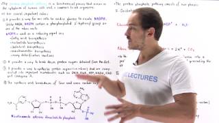 Introduction to Pentose Phosphate Pathway [upl. by Yelmene]