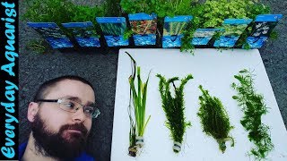 Pond Oxygenating Plants Explained [upl. by Aiyram]