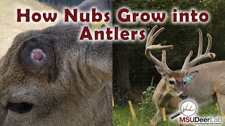 From Nubs To Growing Antlers An Incredible Process [upl. by Audres]