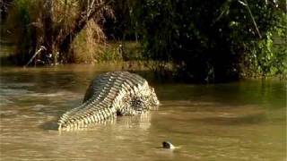 American Alligator Bellowing 10 [upl. by Biles]