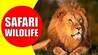 AFRICAN SAFARI WILDLIFE  Safari Visit for African Animals Documentary [upl. by Anelem]