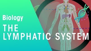 The Lymphatic System  Health  Biology  FuseSchool [upl. by Rotow260]