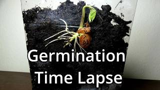 Germination Of A Seed Time Lapse [upl. by Oleta596]