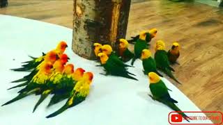 Birds Funny War  Sun Conure Vs Jandy Conure [upl. by Eugine]