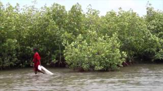 Le Groove des Mangroves [upl. by Becka]