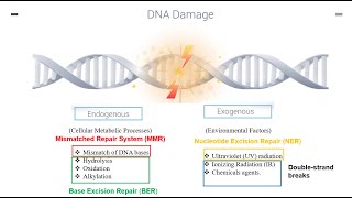 DNA Repair Mechanisms Part 1 [upl. by Hanni335]