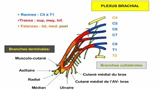 Innervation du membre supérieur [upl. by Helmer603]