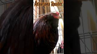 Araucana Rooster crowing sound shorts [upl. by Ramaj727]