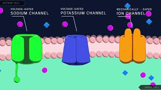 Action Potential in the Neuron [upl. by Millwater174]