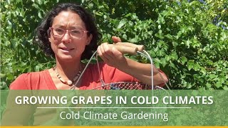 How to Grow Grapes in Cold Climates [upl. by Katzen250]