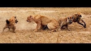 Lions vs Hyenas  Eternal Enemies  Animal Fight Metamorphosis Documentary [upl. by Drus]