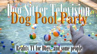 Dog Pool Party  Reality TV for Dogs [upl. by Ahcilef510]