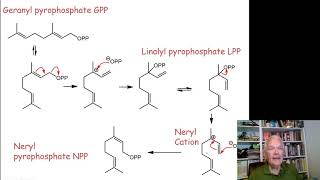 Terpene Biosynthesis [upl. by Ettenajna768]