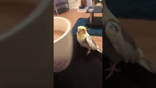 Cockatiel Plays PeekaBoo [upl. by Lyrpa]