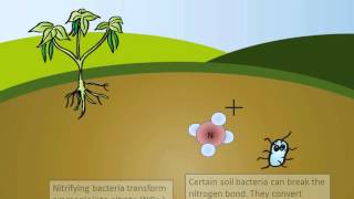 The Nitrogen Cycle [upl. by Torrie]