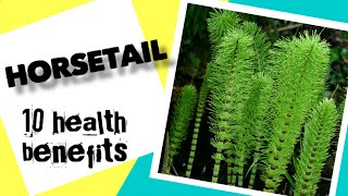 10 Health Benefits of Horsetail  Herbal Medicine [upl. by Arten]