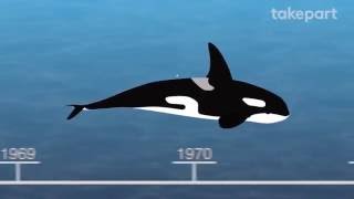 50 Years of Marine Mammal Captivity in 4 Minutes  CAPTIVE  TakePart [upl. by Ajay]