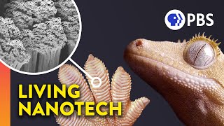 Why Geckos Are Sticky Without Being Sticky [upl. by Keyser]