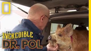 Dr Pols Top 100 Moments  The Incredible Dr Pol [upl. by Adnohsed]