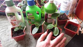 Complete Guide for Growing Cucumbers Seed Starting Transplanting Fertilizing Trellsing amp Pests [upl. by Anaehs]