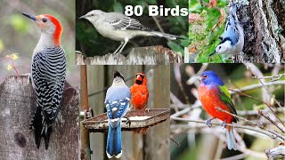 Identify Your Backyard Birds [upl. by Callery]