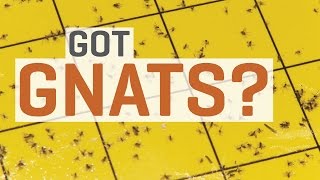 Fungus Gnats  How To Get Rid of Them [upl. by Nonarb149]