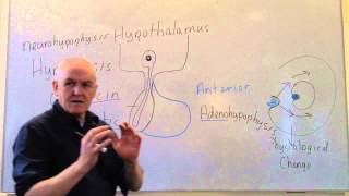 Endocrine lesson 1 Introduction and pituitary [upl. by Ymeon]