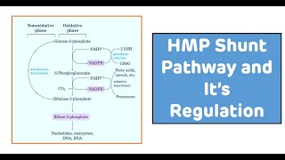 Hexose Monophosphate Shunt HMP Shunt Pathway  Pentose Sugar Synthesis [upl. by Sirama]