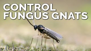 Foolproof Fungus Gnat Prevention and Control [upl. by Hammer]