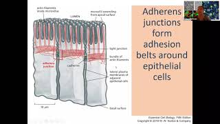 Cell Junctions [upl. by Triny]