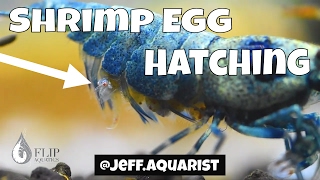 Pregnant Shrimp Giving Birth  Egg Hatching [upl. by Gable595]