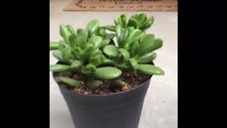 My crassula collection and tips for caring for crassula plants [upl. by Ennovyhc]