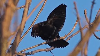 Brownheaded Cowbird Call  A Bird Sitting In A Tree  shorts [upl. by Younglove867]