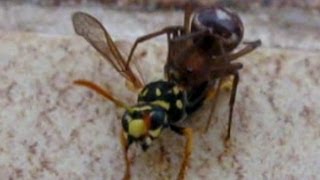 Spider Vs Wasp  Incredible Fight [upl. by Sisxela]