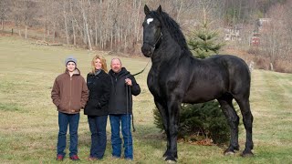 CABALLOS IMPRESIONANTES 10 razas de caballos que no creerás que existen [upl. by Linnie]