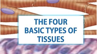 THE FOUR BASIC TYPES OF TISSUES [upl. by Rehpotsirahc]