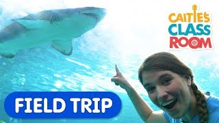 Explore Underwater Animals At The Aquarium  Caities Classroom Field Trip  Shark Video for Kids [upl. by Najed]